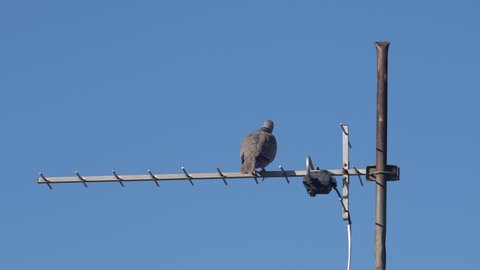 Pigeon posing on television antenna