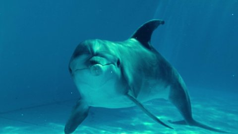 underwater frame of dolphin in the sunlight