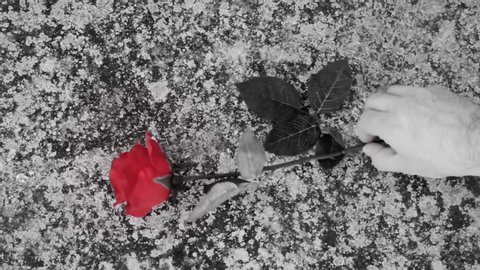 A hand leaving a red rose on an old grave (selective desaturation effect). Symbolic shot: memories, grief, love.