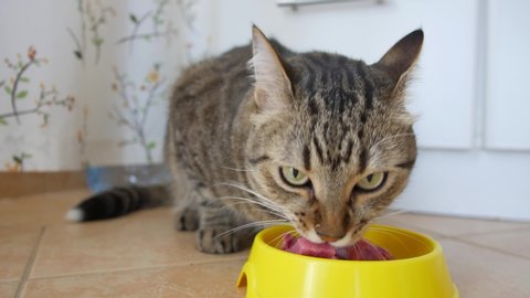 A grey tabby-colored pet cat eats raw meat from a yellow bowl.