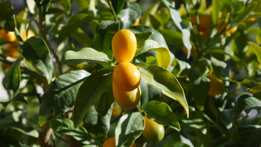 Orange ripe fruits of kumquat or fortunella, kinkan. On the branches of a tree in a pot. Sways in the wind. Royalty-Free Stock Footage #1053455399