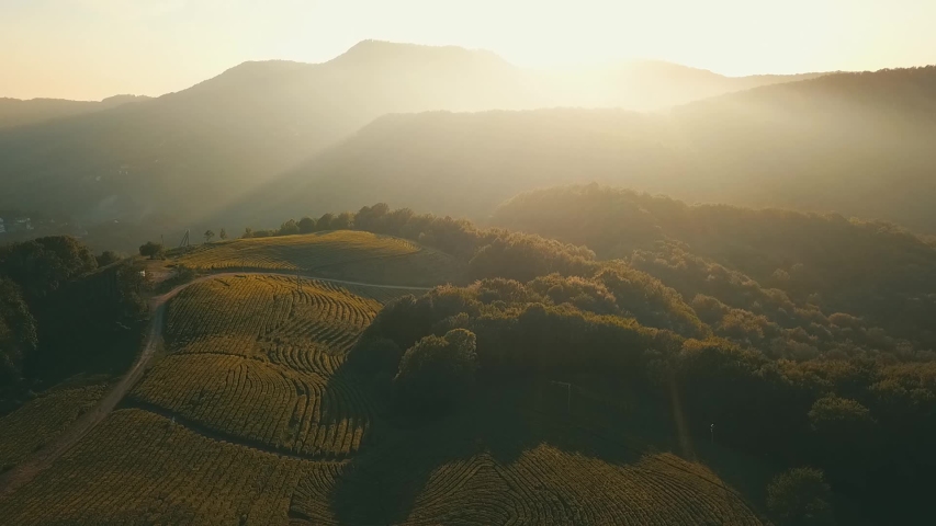 Aerial view of tea plantations in the hills at sunrise Royalty-Free Stock Footage #1053458186