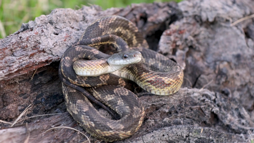 WESTERN-RAT-SNAKE Footage, Videos and Clips in HD and 4K - Avopix.com