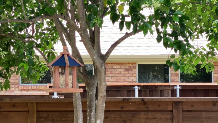 Squirrel climbing a tree jumping onto a bird feeder and hanging on the bird feeder eating the birdseed, squirrel eating out of a bird feeder, squirrel climbing a tree to a bird feeder in Dallas Texas.