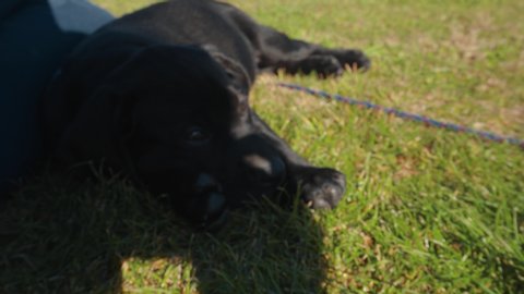 Black Labrador puppy playing in grass and rolling in sun 