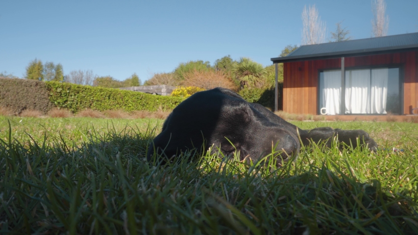Black Labrador puppy playing in grass and rolling in sun 