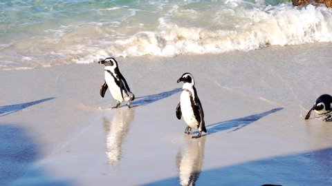 Footage of African penguins swimming and clumsily walking on the beach in the stunning sunshine at Boulders Beach Penguin Colony, Simon’s Town, Cape Town, South Africa.   