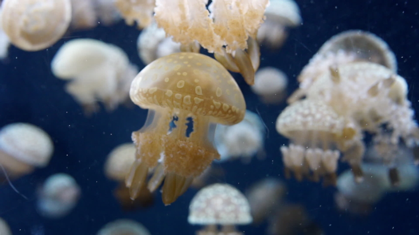 Many Jellyfish in the Water image - Free stock photo - Public Domain ...