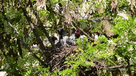 Close-up of fledged gray chicks crow Corvus cornix on a hot day in a nest on an acacia tree Robinia pseudoacacia in the foothills of the North Caucasus