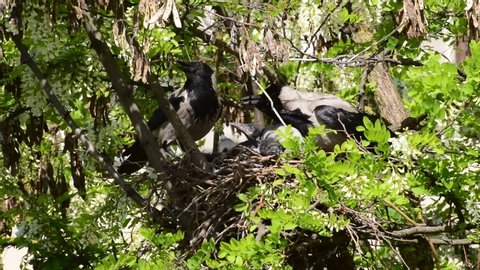 Family crow Corvus cornix with spring May gray chicks in spring in a nest on an acacia tree Robinia pseudoacacia in a foothill park in the North Caucasus
