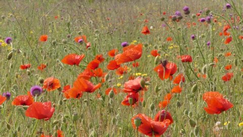 Steppe Flower Stock Video Footage 4k And Hd Video Clips Shutterstock