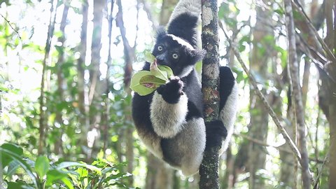 Indri lemur eats leaf in the natural habitat. Indri lemur (Indri indri) hangs on the tree and eats fresh leaves and peers around