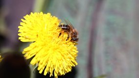 Closeup of a beautiful bee collecting nectar on a yellow dandelion flower in summer in the garden or nature, macro slow-motion video.