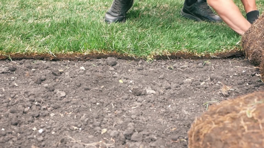 Laying a grass lawn on the ground. Docking and leveling grass carpet