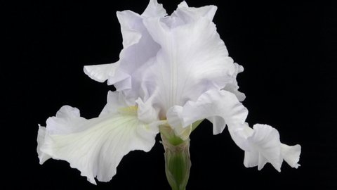 Iris blossoming time lapse on a black background. Time lapse.