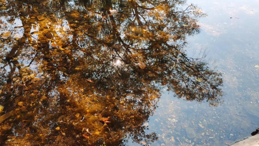 Relfection of tree in the water during autumn in the Polo Forest in Gujarat, India