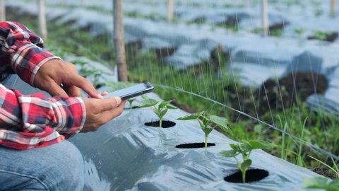 Farmers typing on a smartphone in a cucumber garden. Take a picture of a cucumber plant. The use of technology in agriculture