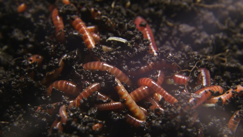 Group of earthworms close up. Worms in black soil | Shutterstock HD Video #1053476495