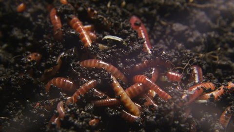 Group of earthworms close up. Worms in black soil