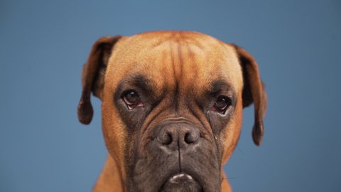 Boxer dog in the photo studio on blue background