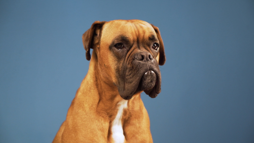 Boxer dog in the photo studio looking to camera on blue background | Shutterstock HD Video #1053479555
