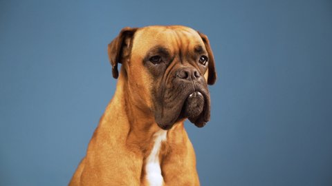 Boxer dog in the photo studio looking to camera on blue background