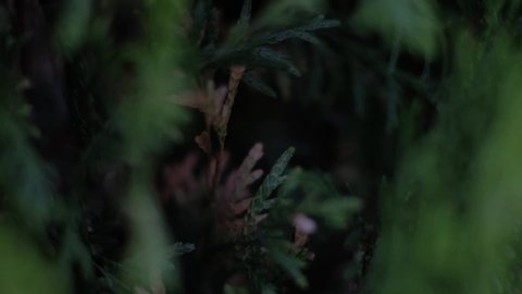 High-speed close-up shot of Thuja branches, filmed on a camera dolly
