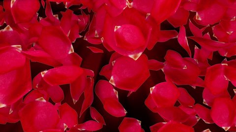 Rose petals falling from top to bottom in rays, computer generated. Rain of rose petals. 3d rendering of romantic background