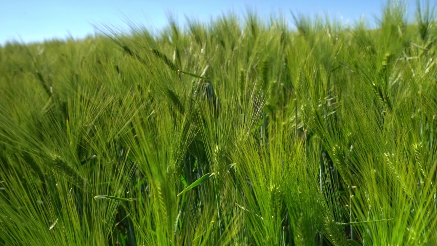 Cereal Grasses and Grains image - Free stock photo - Public Domain ...