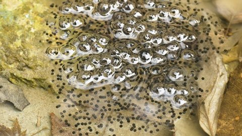 Frog Spawn, Frog Eggs, Montane Brown Frog (Rana ornativentris) Spawns in Mountain Pond