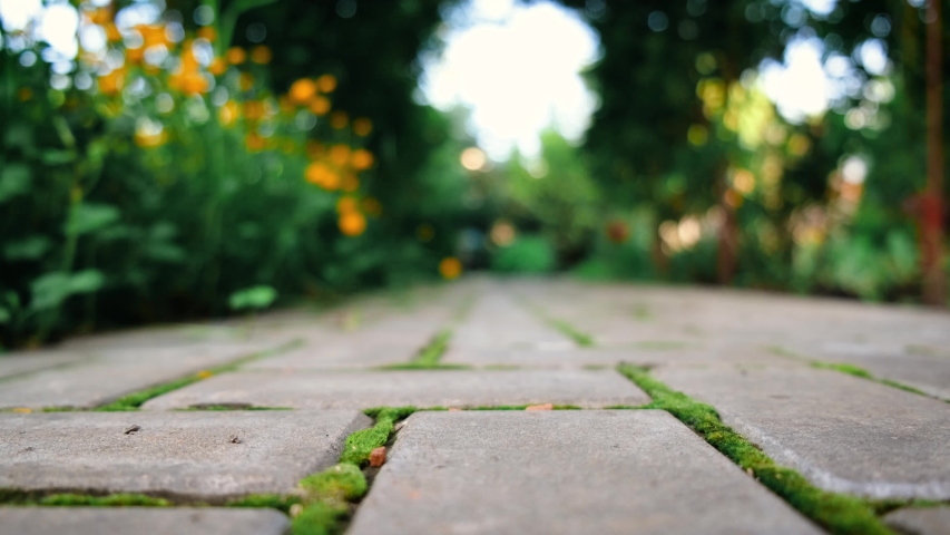 Daisy Stone Stock Video Footage - 4K and HD Video Clips | Shutterstock