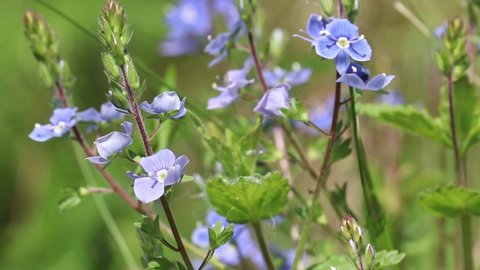 Blue flowers of Veronica chamaedrys in the wind, floral background. Forest glade with green grass in summer, beauty of nature