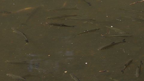 Fish scatter quickly in fright large fish beneath. Roach fish on surface of pond UK 4K