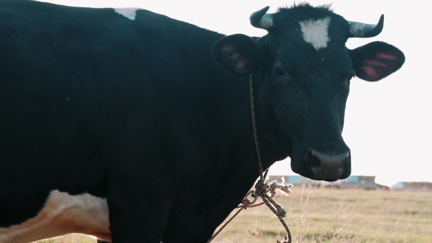 cow eats grass in the sun at sunset	
