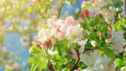 Beautiful Spring Apple tree flowers blossom, close up. Spring flowering apple tree on a background of blue sky at sunset. Spring orchard branches sway in the wind