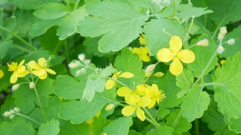 Green,flowering tree celandine.Little yellow flowers.Closeup shot.Decorative shrub on the streets.Used in homeopathy.Beauty treatment with natural ingredients.Plant for herbal.
