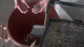 Machines Sorting size raw coffee beans at factory community Chiang rai Thailand footage 4k video 
