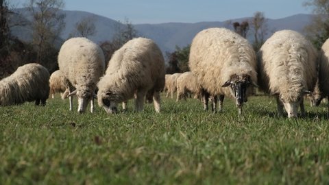 flock of sheep grazes on a green field on a background of hills
