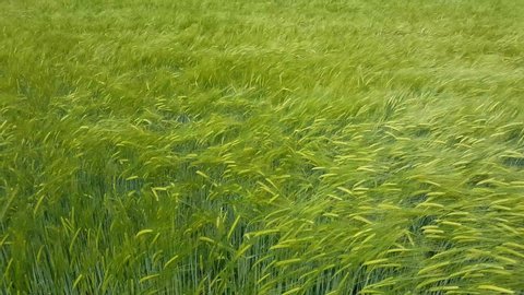 Green Barley Field moving in the wind for natural backgound, Hordeum vulgare or Gerste