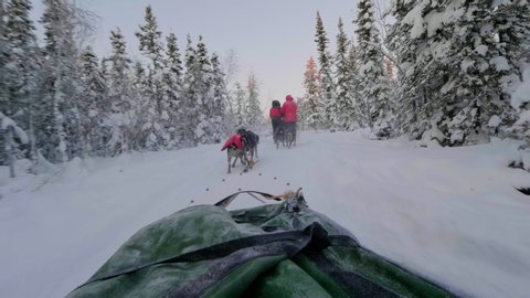 SlowMo POV of Dog sledding in snow pine forest at dawn, yellowknife