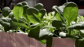Spraying spinach with water at home. The plant is planted in a white pot on the balcony. The video was taken close-up in 4K in daylight