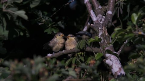 Two Blue Tit Fledgling Chicks Birds Being Fed By Adult In Hawthorn Bush Spring