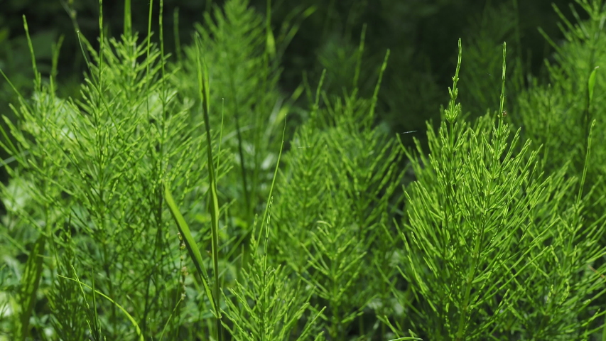 Forest horsetail in the shade of trees in summer. medicinal plant horsetail forest and field. Horsetail meadow view from above. Green grass background in eco-style Royalty-Free Stock Footage #1053500360