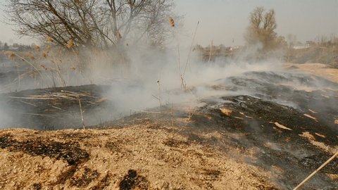 Spring fire on the field with grass and trees. Scorched earth. Disaster