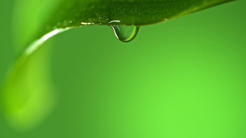 Super Slow Motion Macro Shot of Water Droplet Falling from Fresh Green Leaf at 1000fps. Royalty-Free Stock Footage #1053509636