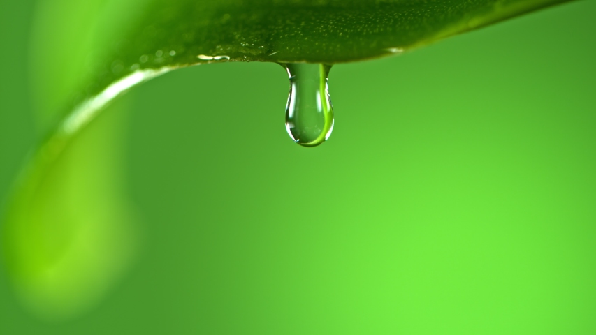 Super Slow Motion Macro Shot of Water Droplet Falling from Fresh Green Leaf at 1000fps. | Shutterstock HD Video #1053509636