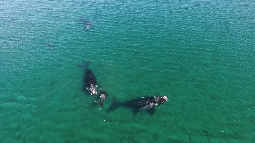 Pod of whales with their calves in shalow clear waters of the peninsula valdes patagonia argentina aerial shot 60fps | Shutterstock HD Video #1053514922