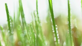 Fresh green grass with dew drops clips,dew drops on green grass footage,rain drops on green grass video