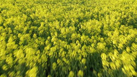 Fast moving motion blur drone shot of Canola flowers large yellow agriculture rapeseed field in bloom. Beautiful colorful plant low angle aerial view tilting up revealing forest in background. Summer