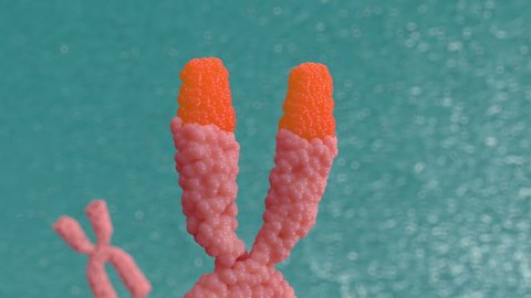 3d animation X chromosomes. Telomerase restores short bits of DNA known as telomeres, which are otherwise shortened when a cell divides via mitosis. 